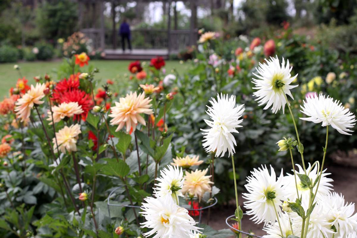 A garden bed where a mix of dahlia flowers is growing