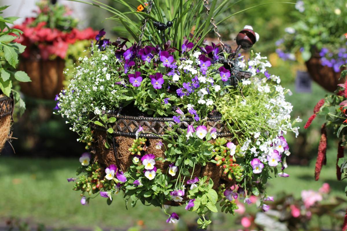 a hanging basket full of viola and lobelia plants