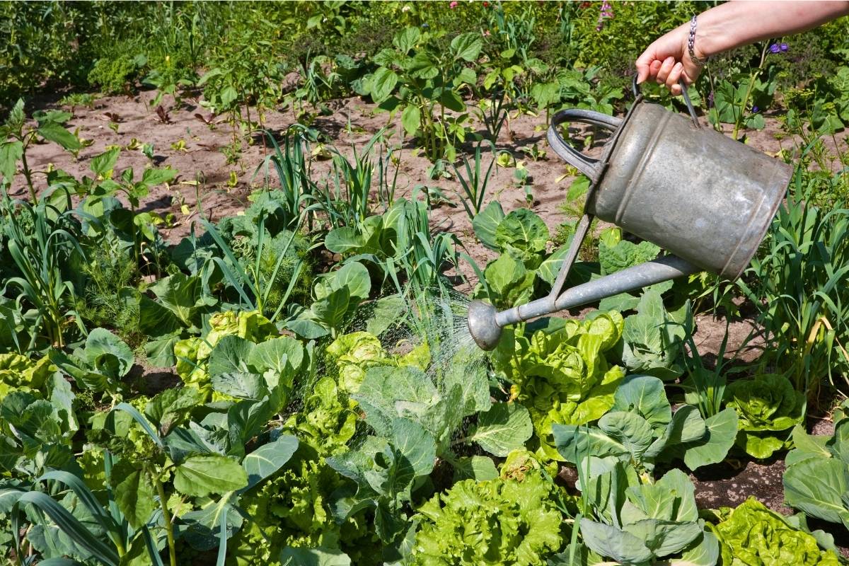 A vegetable garden being watered with an old tin watering can
