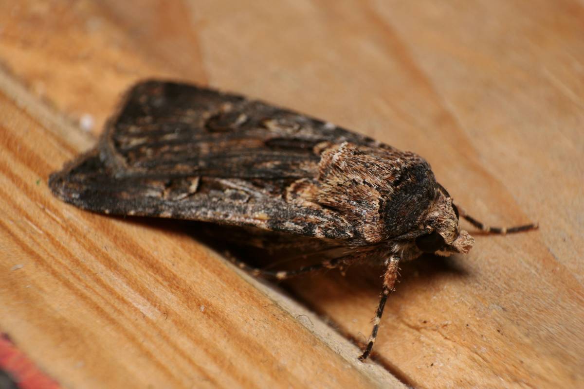 a mature Bogong moth