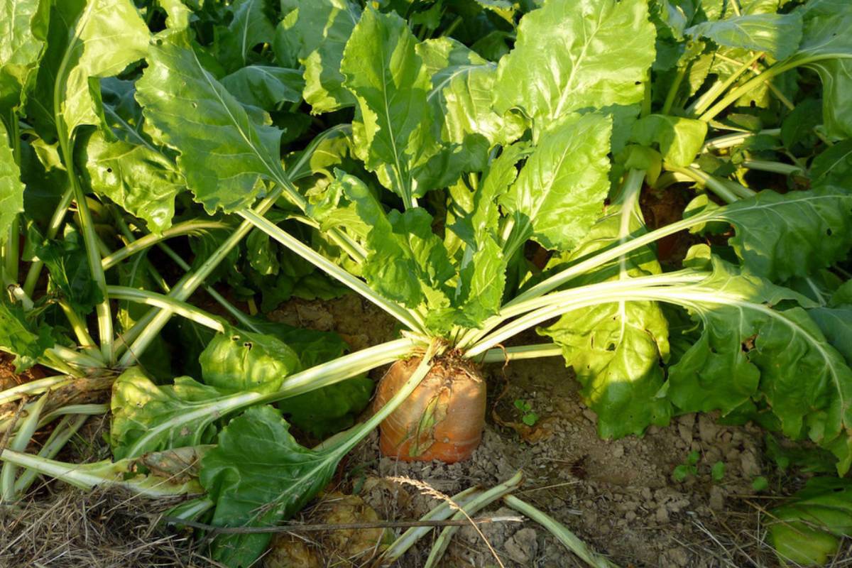 a mature mangel wurzel plant, with the leaves and root a good size to harvest