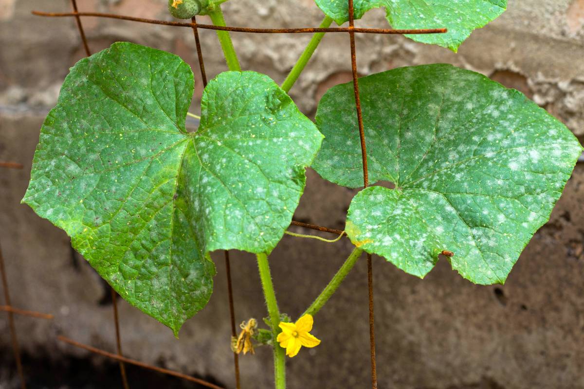 a mild powdery mildew infection on a cucurbit, with white spots visible on the leaves