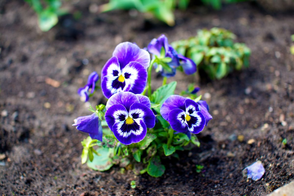 a pansy plant with several purple, white and black flowers