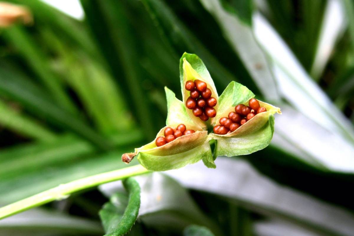 a pansy seed pod that's split open ready to self-seed or harvest