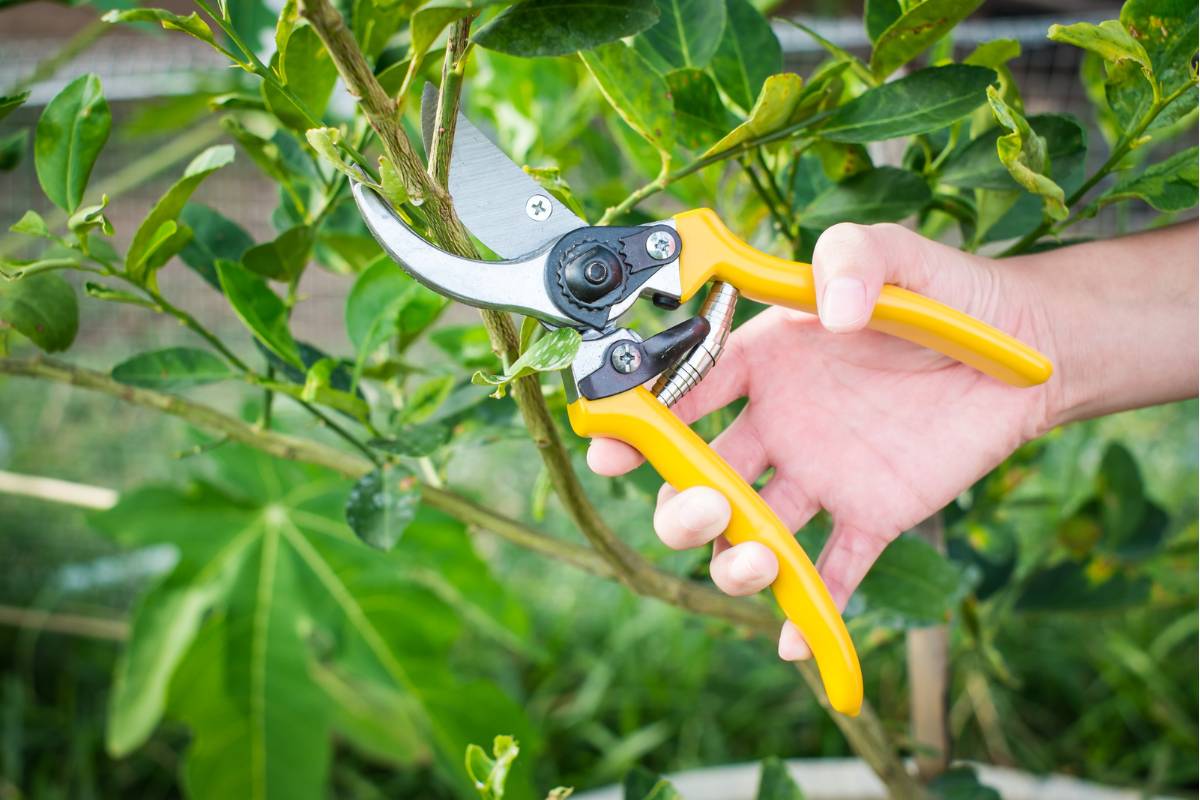A photo of a person using secateurs to prune a branch on a citrus tree