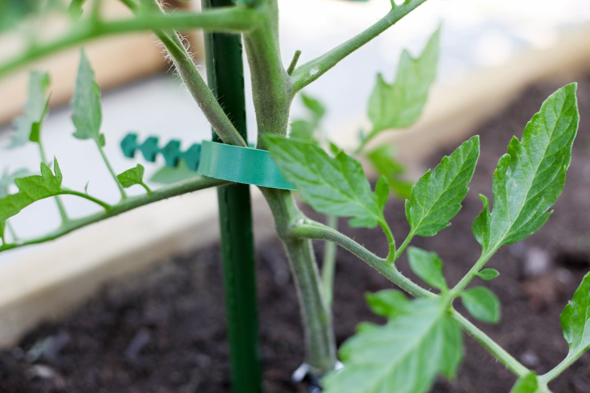 a plant tie used to tie a tomato plant to a stake