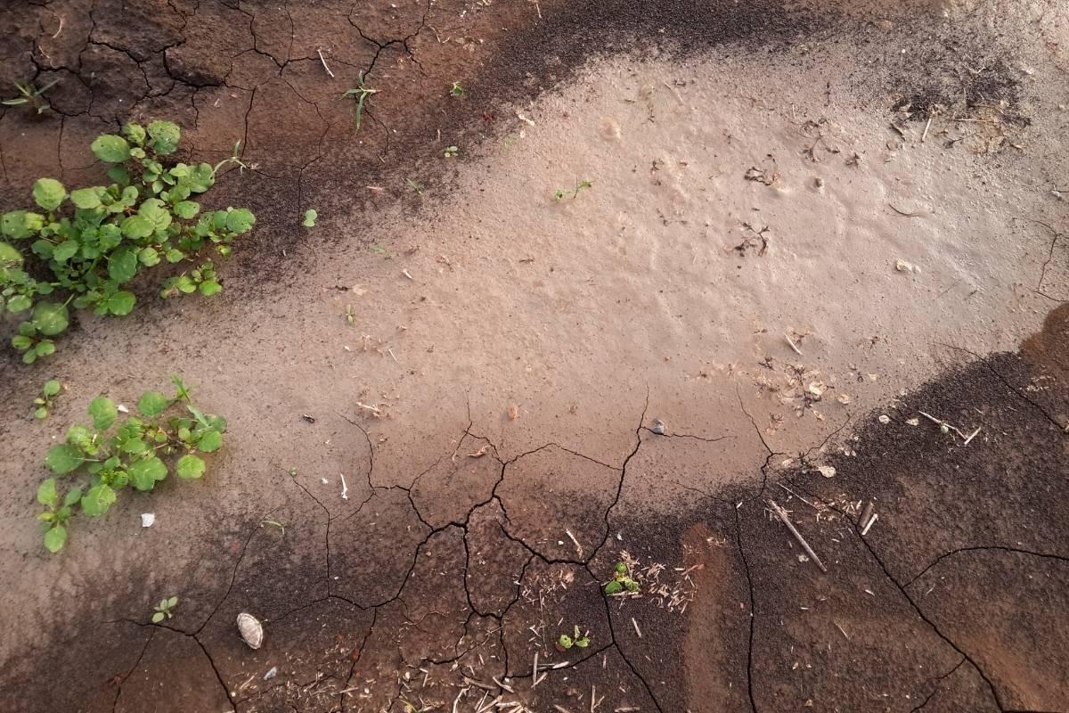 a puddle sitting on waterlogged soil