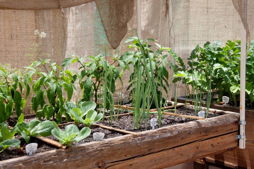 Growing On the Grid: Using Square Foot Gardening to Boost Your Harvest