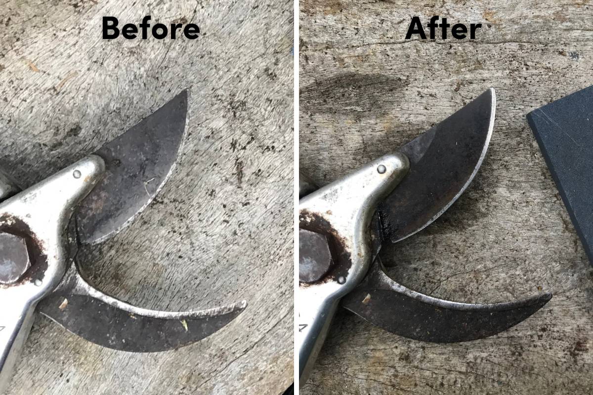 a secateur blade before and after being sharpened