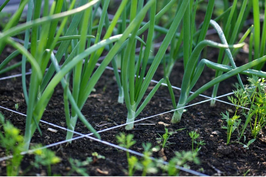 Square food garden divided using string