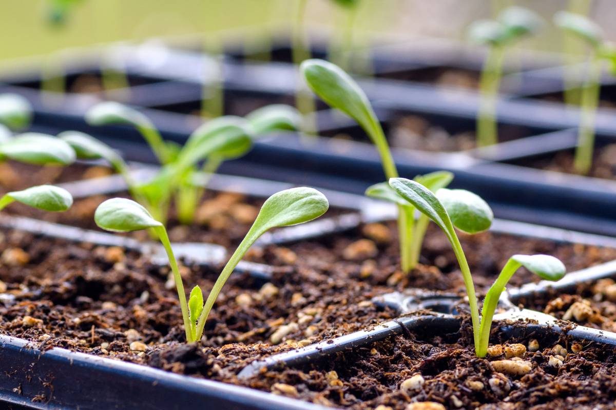 A tray of young dahlia seedlings, each plant with two small elongated leaves