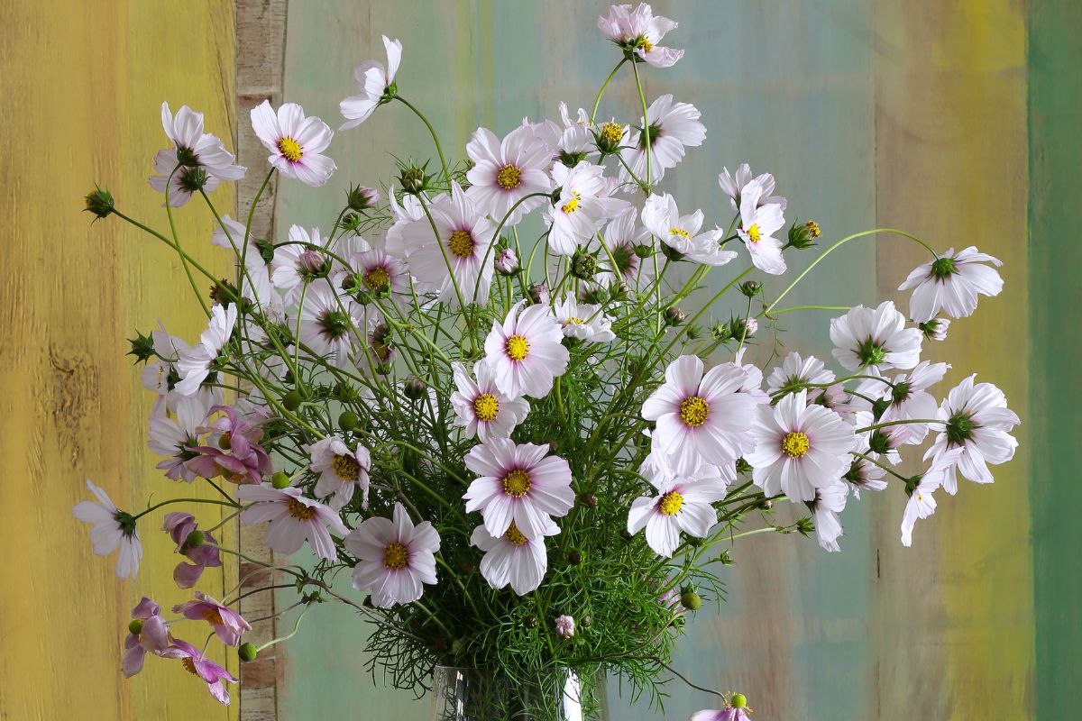 a vase of white cosmos flowers