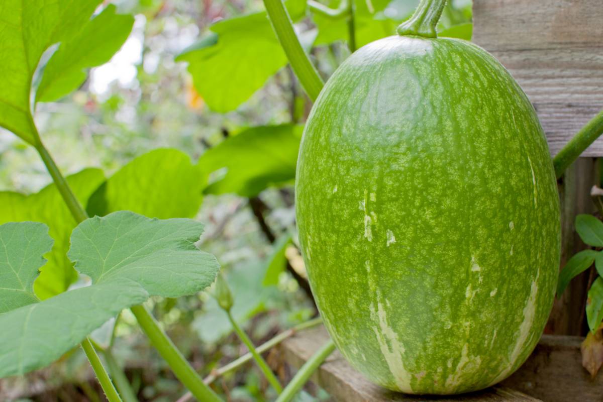 A young shark fin melon fruit