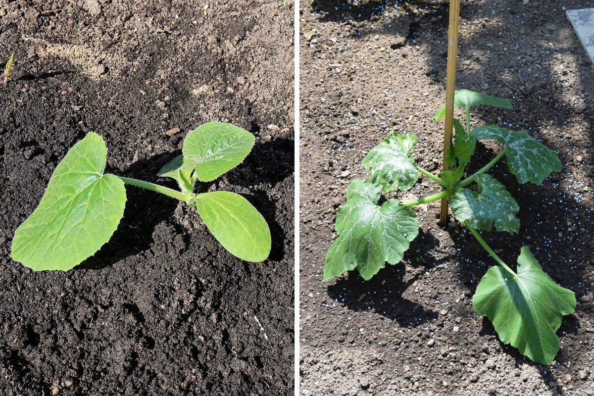 A zucchini seedling and a zucchini plant growing next to a stake