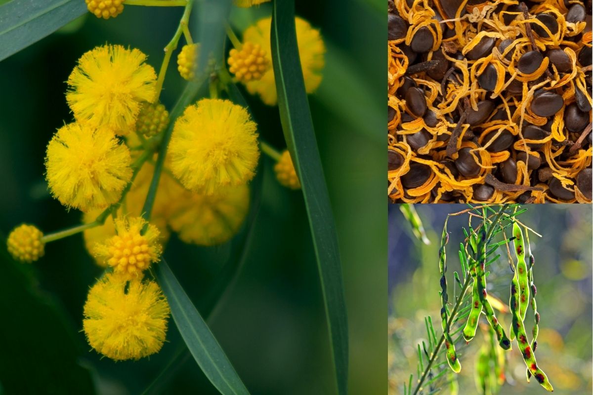 Acacia flowers, seed pods and seeds