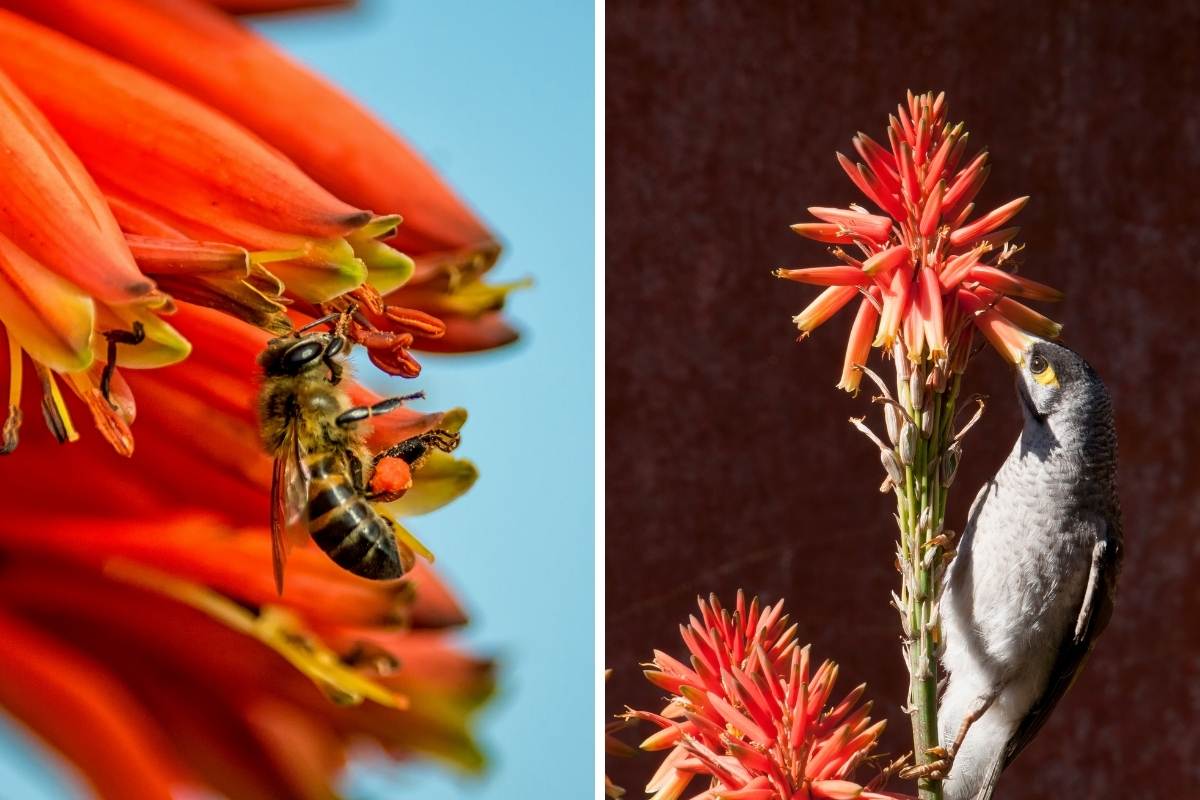 Aloe flowers photographed with a bee and an Australian miner bird