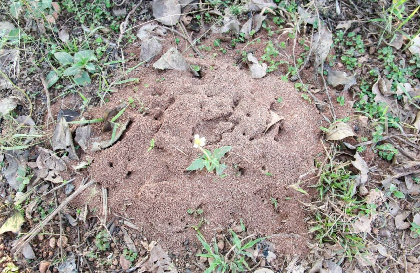 Ants in the Garden: a Mixture of Friend and Foe | The Seed Collection