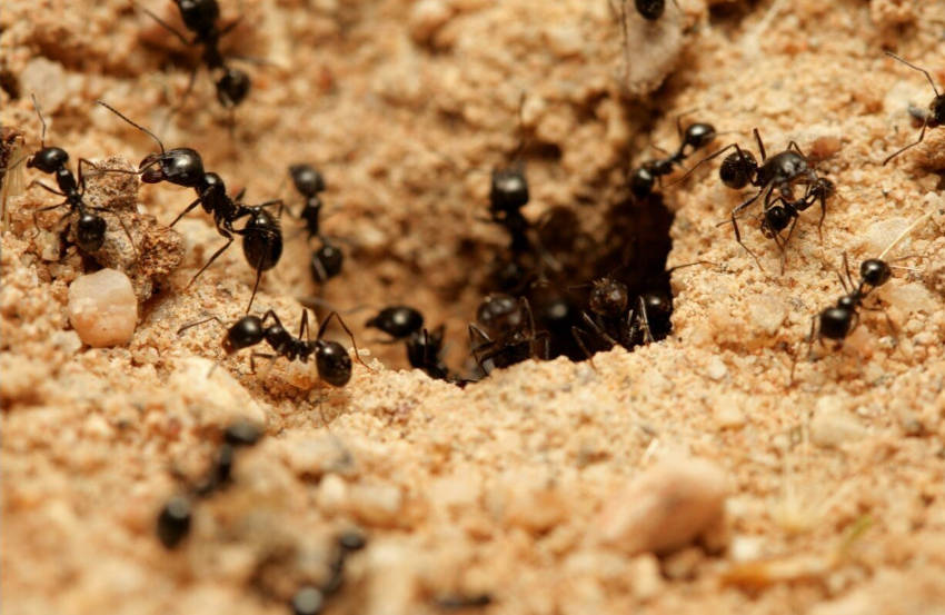 Ants In The Garden A Mixture Of Friend And Foe The Seed Collection