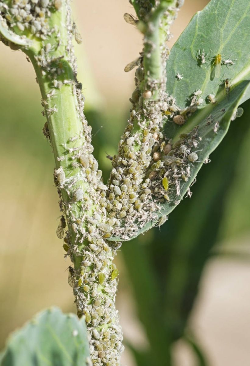 Aphids3