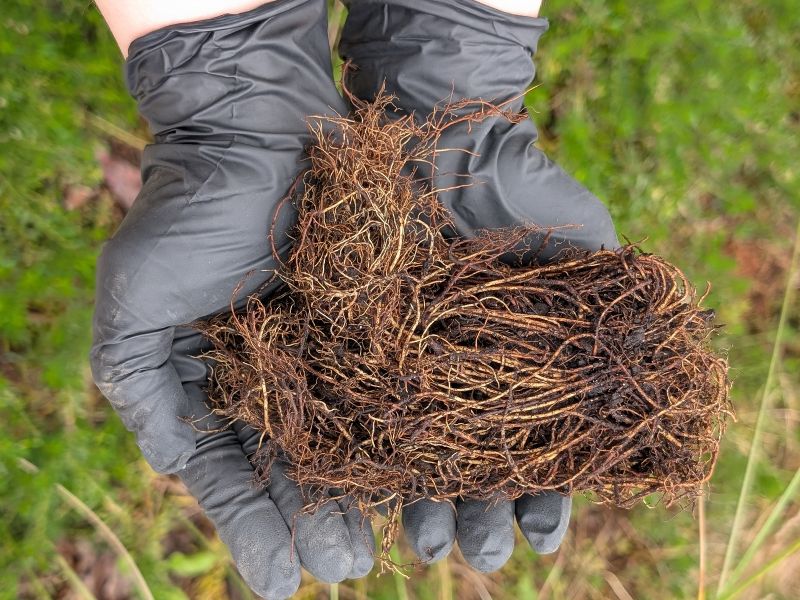 astilbe bare-rooted example