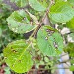 bacterial leaf spot