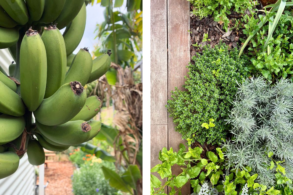 Banana Plants