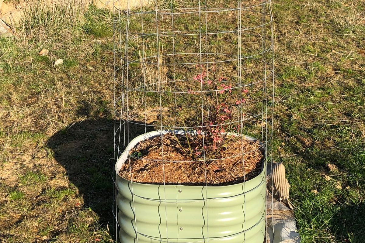 Kangaroo Protection Raised Bed Wire