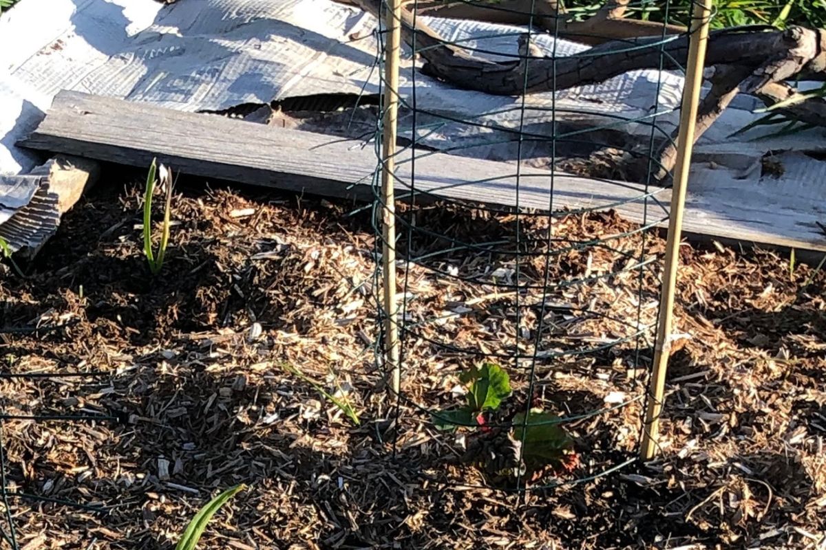 Wire mesh barrier on bamboo stakes around a young rhubarb crown