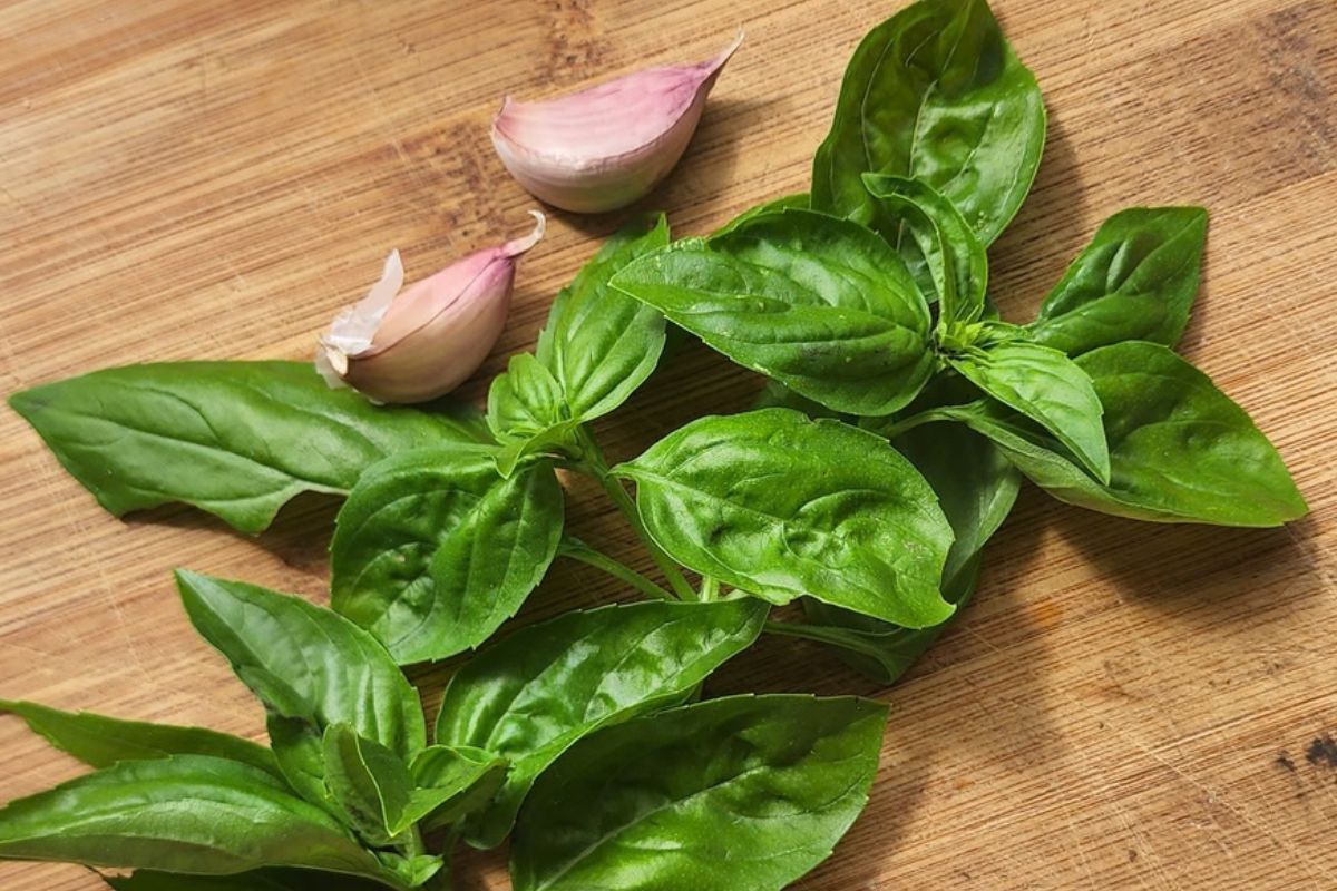 Basil and garlic