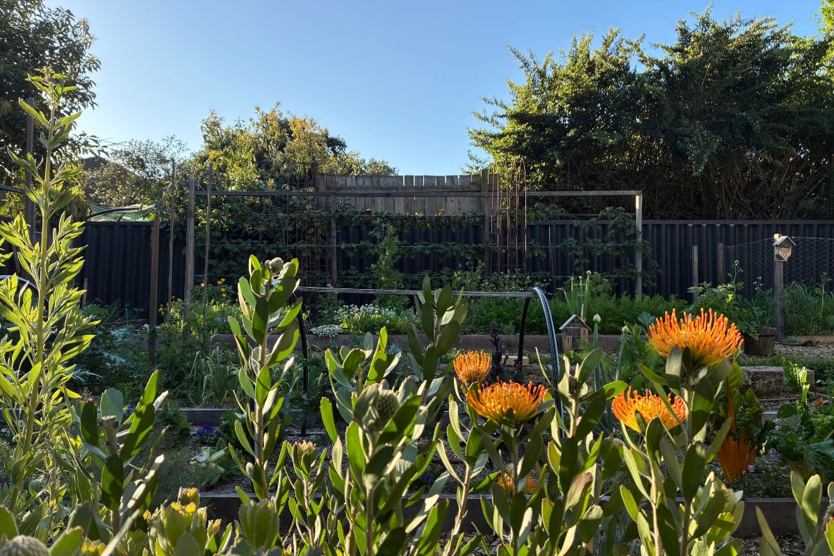 Bec's backyard growing space