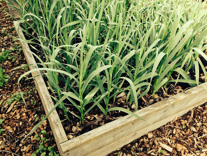 raised bed1