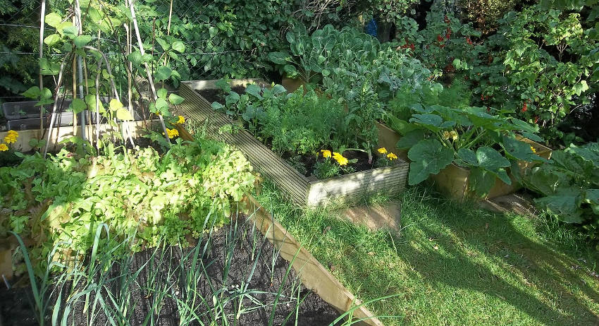 raised garden bed 4