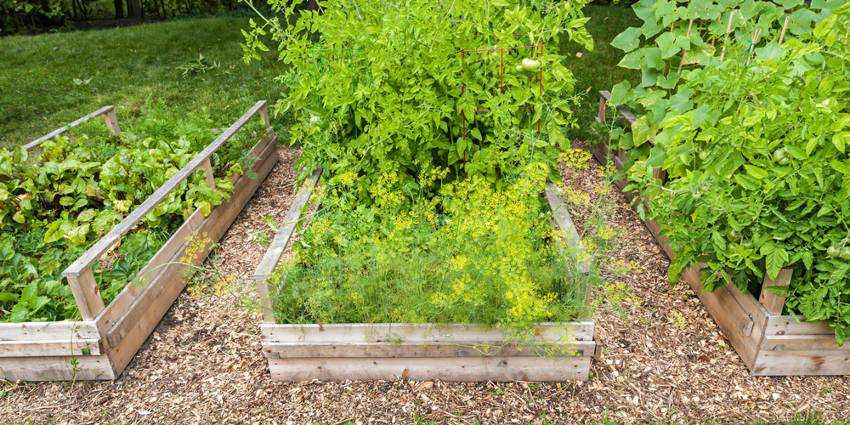 raised garden bed 2