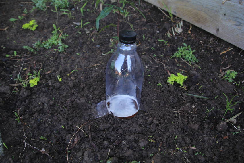 homemade slug traps