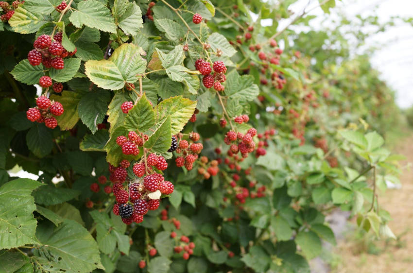 Berries