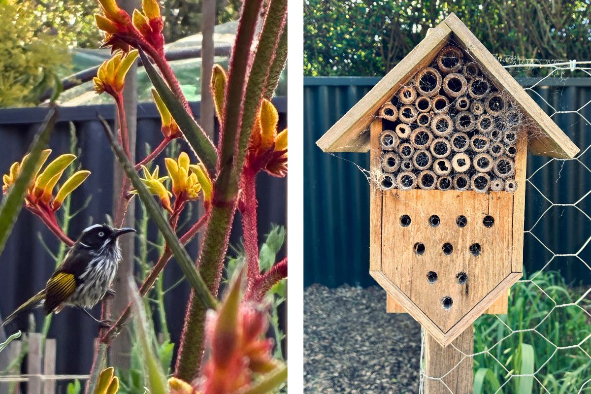Native birds and bug hotels