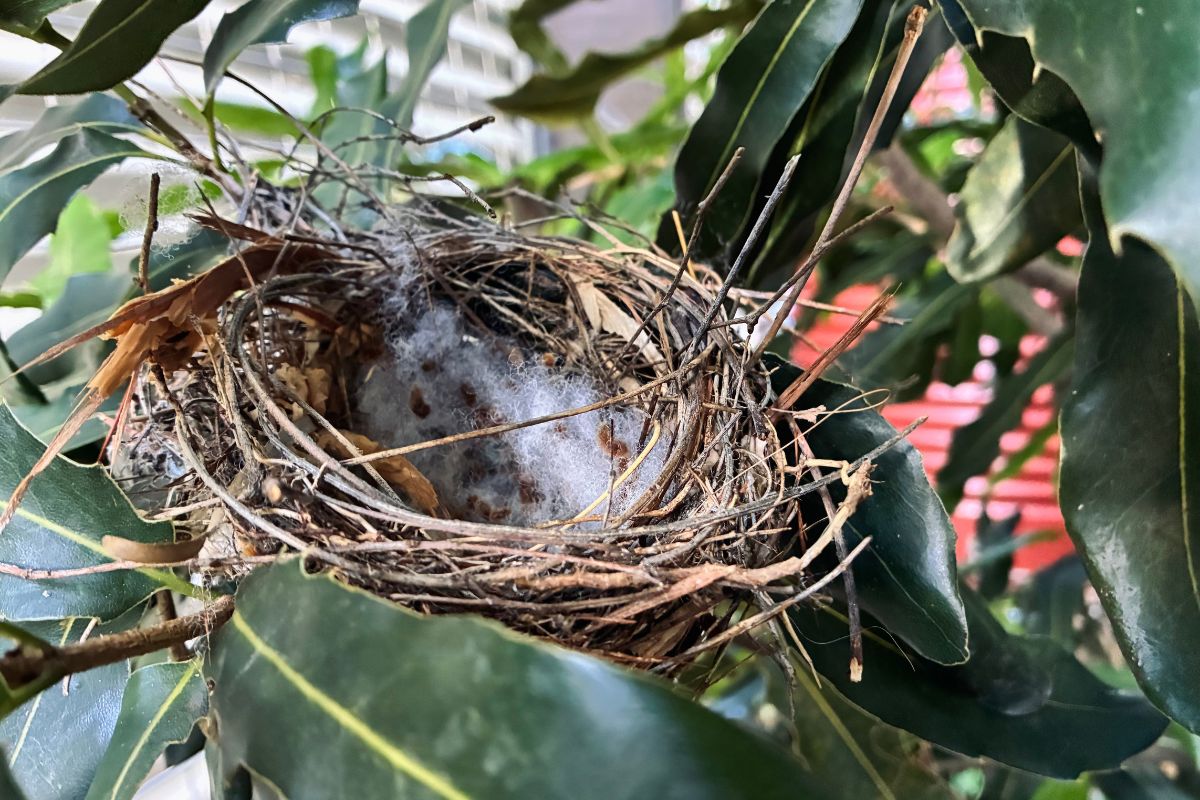 Bird's nest