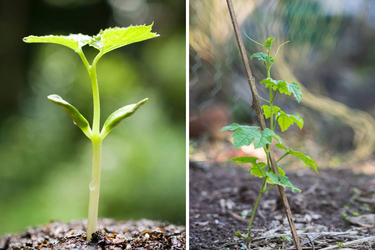 Photos of a bitter melon seedling and a young vine climbing up a bamboo stake