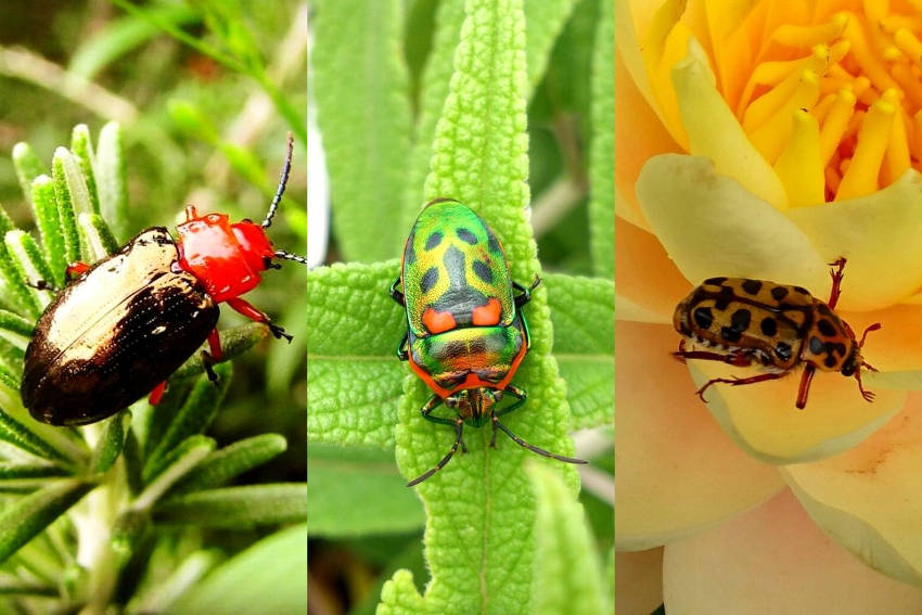 Blue and red flea beetle, metallic jewel bug, leopard beetle.