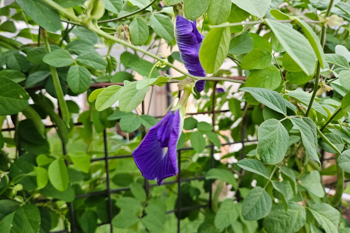 blue butterfly pea flower