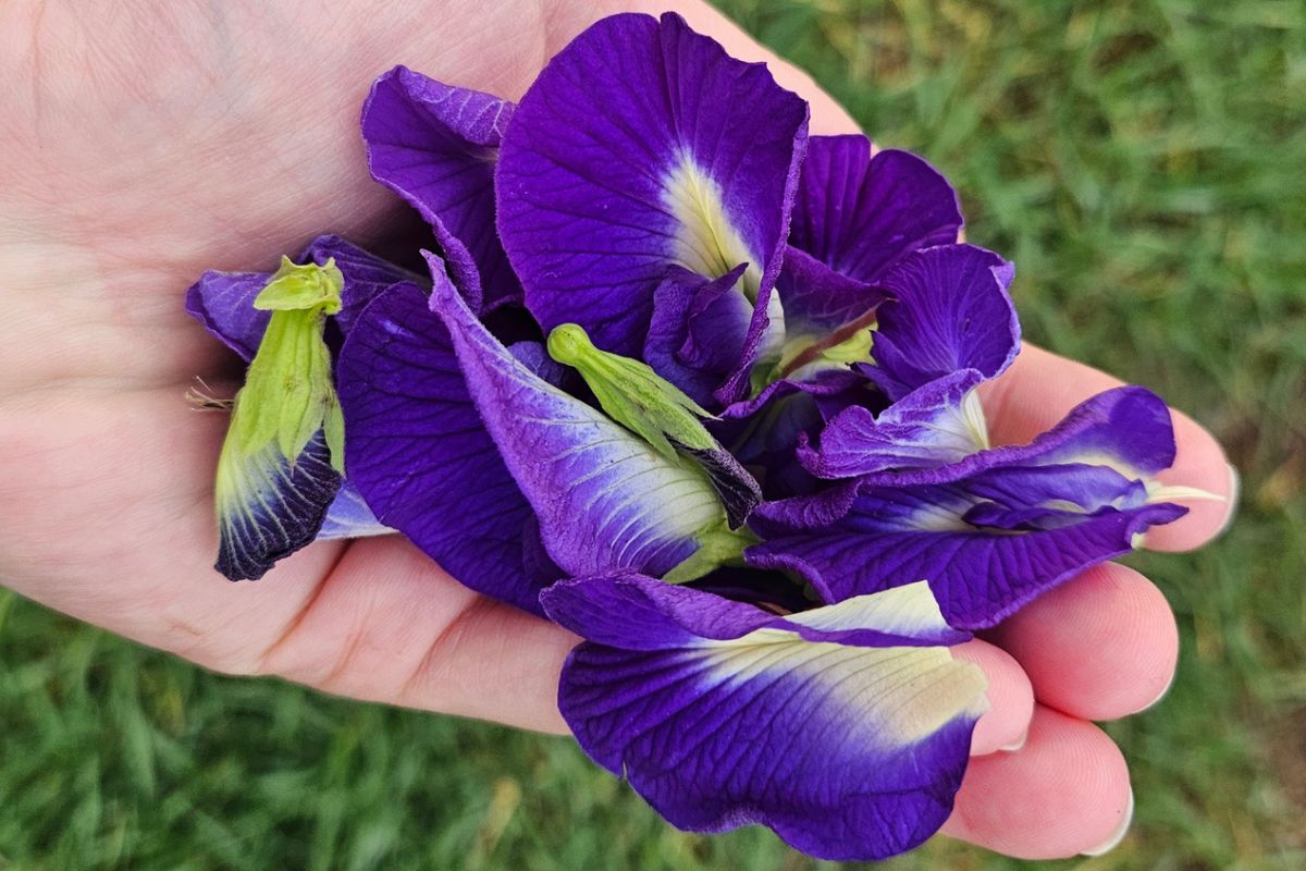 blue butterfly pea flowers