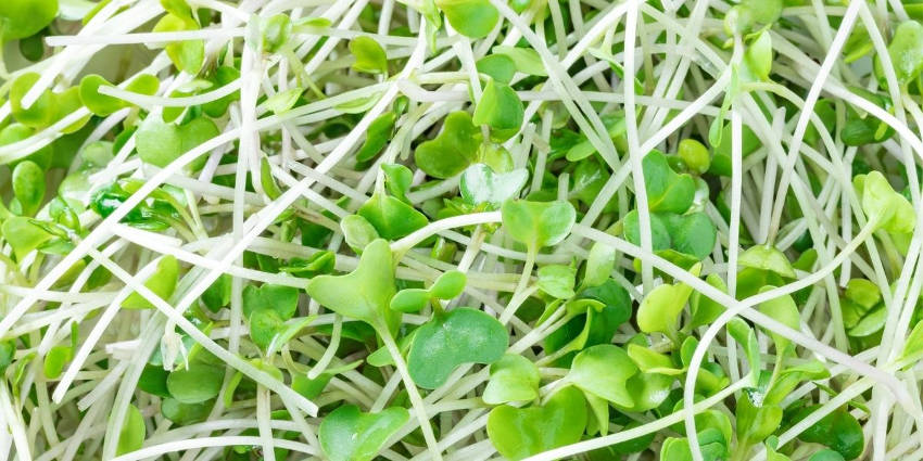 Broccli Sprouts