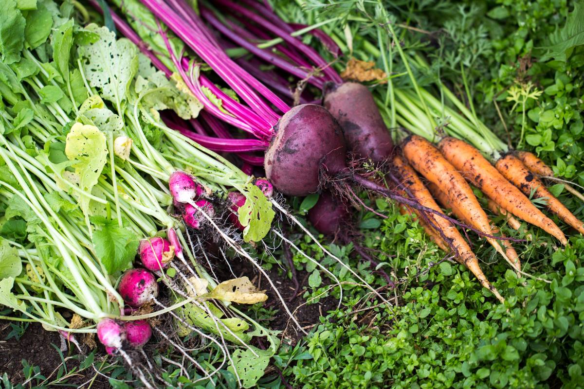 bunches of radishes, beetroot and carrots with healthy roots