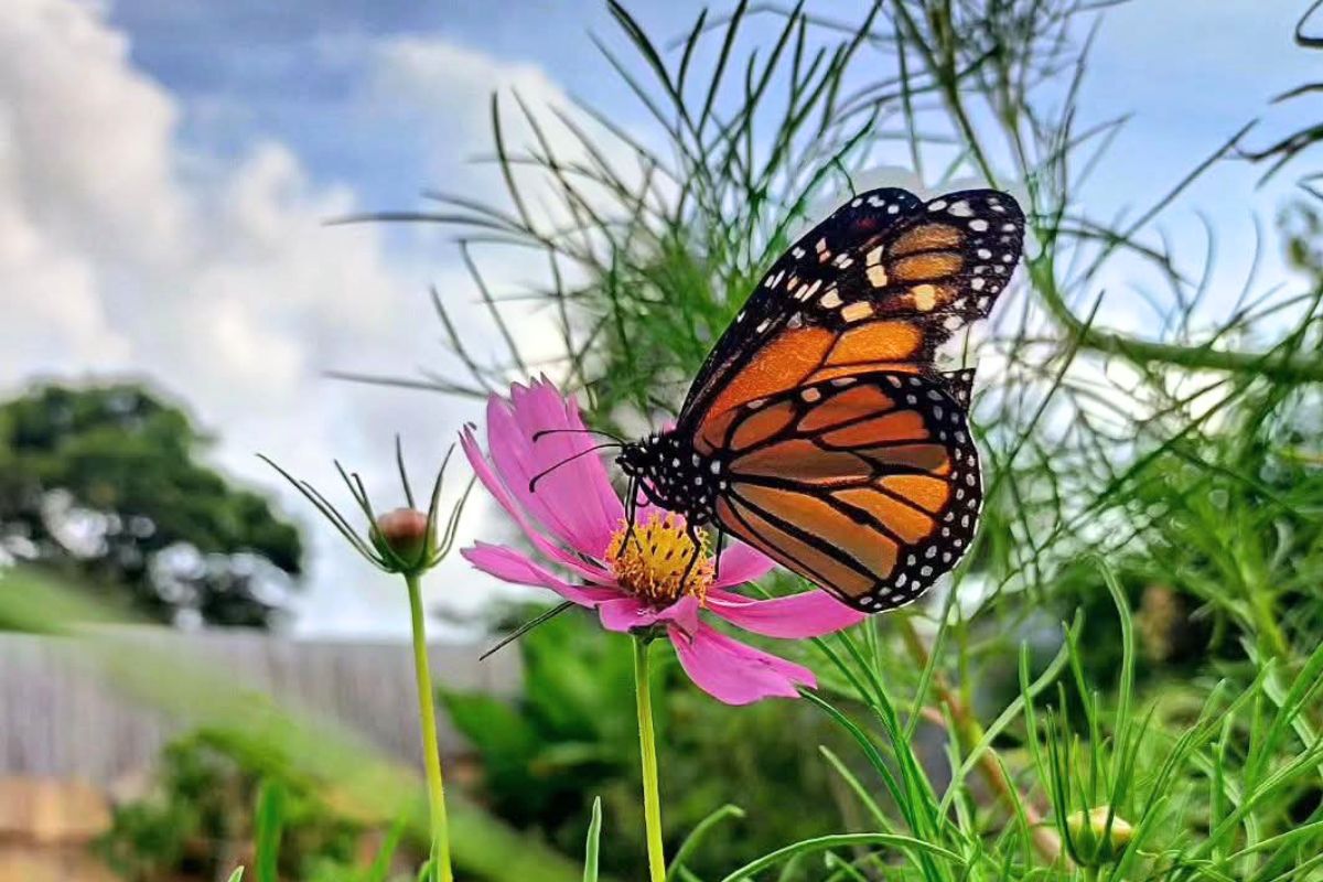 Butterfly on cosmos