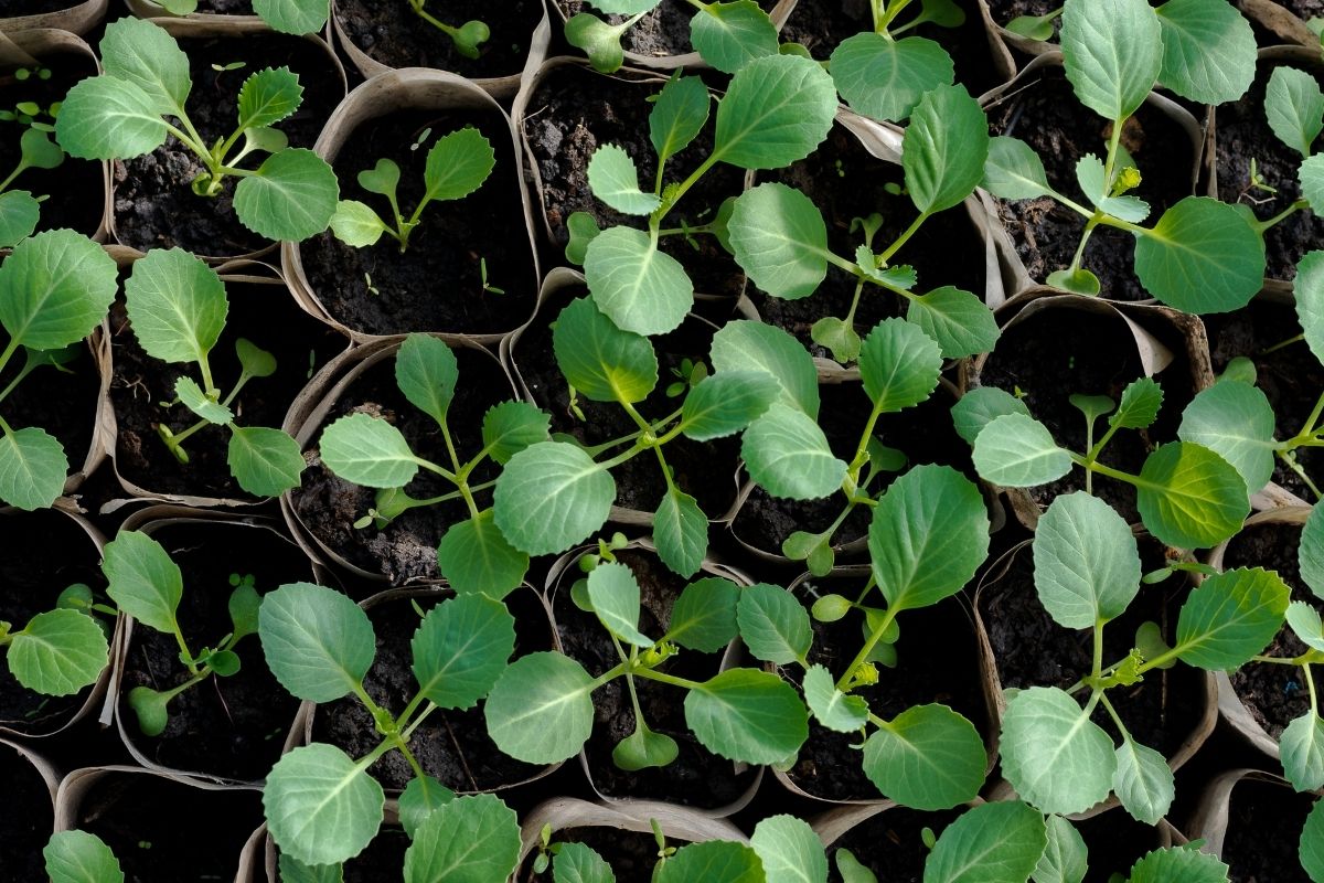 Cabbage seedlings growing in paper pots