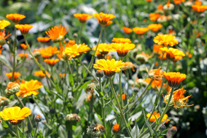 Calendula in the Garden 