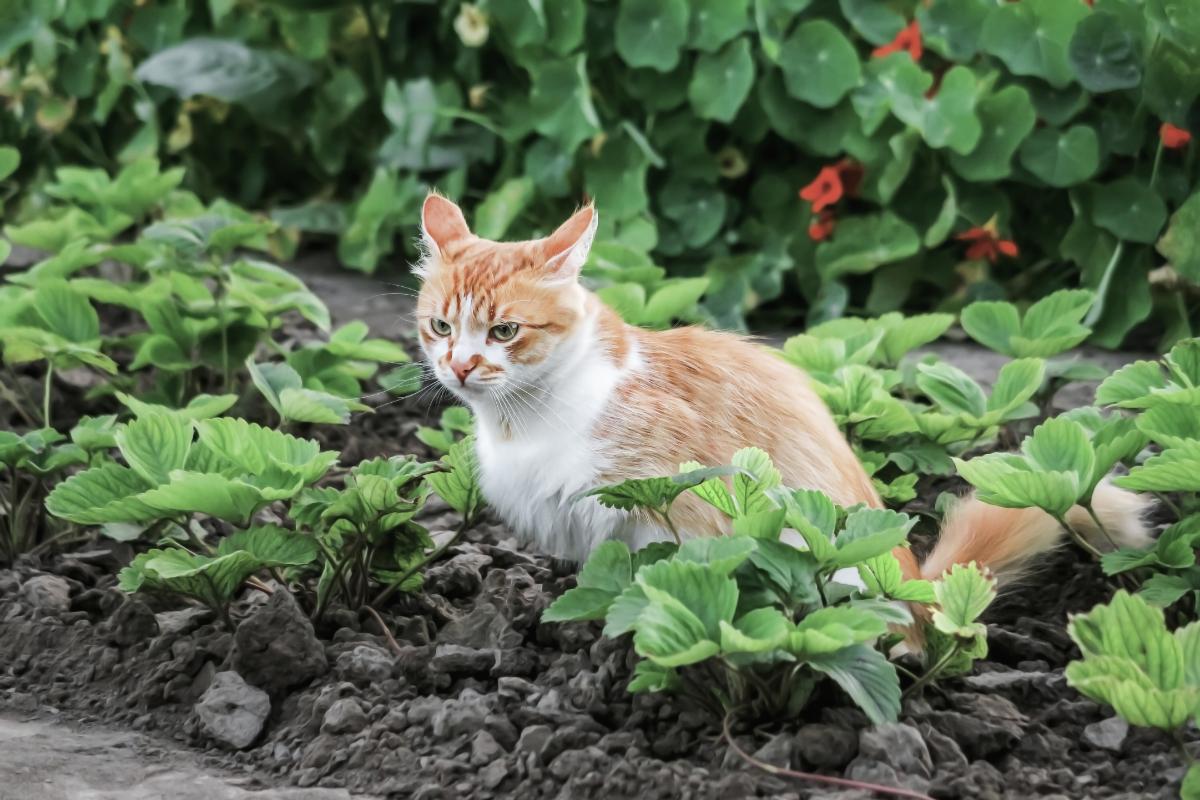cat poo in garden