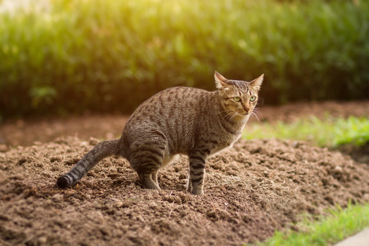 cat poo in garden