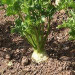 celeriac not forming bulbs