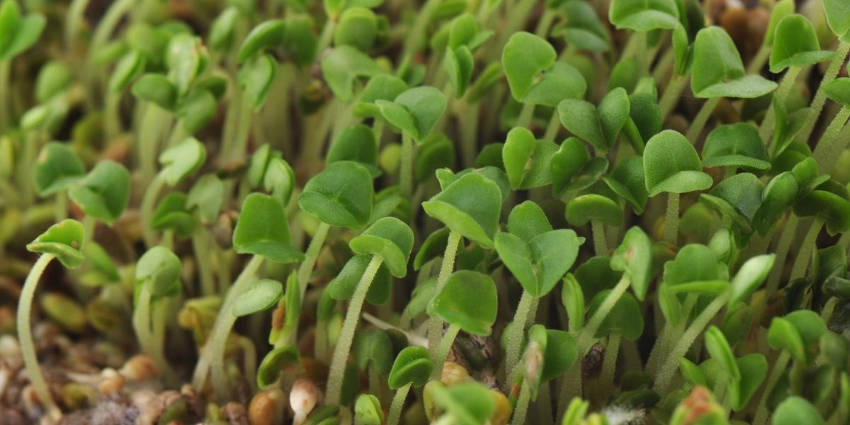 Chia Sprouts